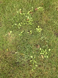 Seminte de gazon Happy Lawn 0,5 kg  BARENBRUG 4