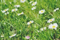 Seminte de gazon Happy Lawn 0,5 kg  BARENBRUG 2