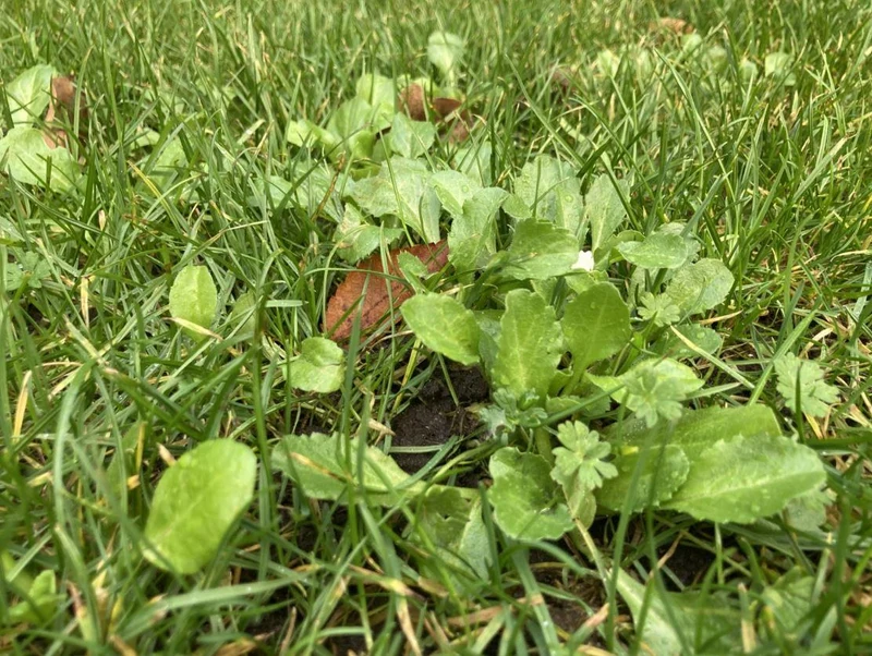 Seminte de gazon Happy Lawn 0,5 kg  BARENBRUG 3
