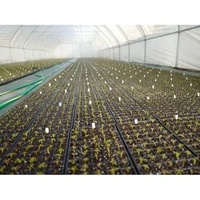 Кассета для рассады  32 ячейки D. 7 (4 x 8) 280x540xH60 x 0.7 мм XQA32  UNITAPE 3
