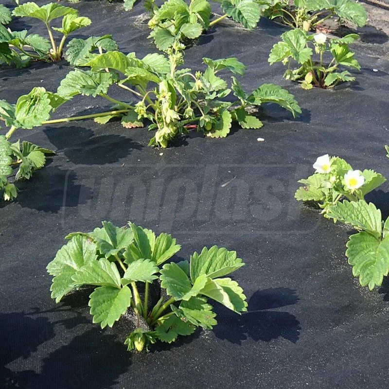 Folie agril (neperforata) 50 g/m² (negru) (3.2 m x 10 m) 32 m²  UNITAPE 5
