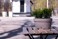 Jardiniera ASTI 500 12 L 50 cm (sade-alb) 2